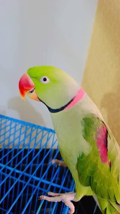 hand tame and talking male