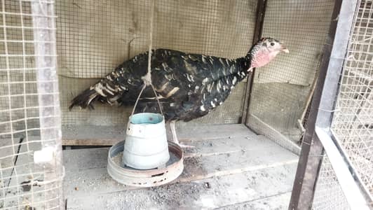 Fresh laying turkey hen