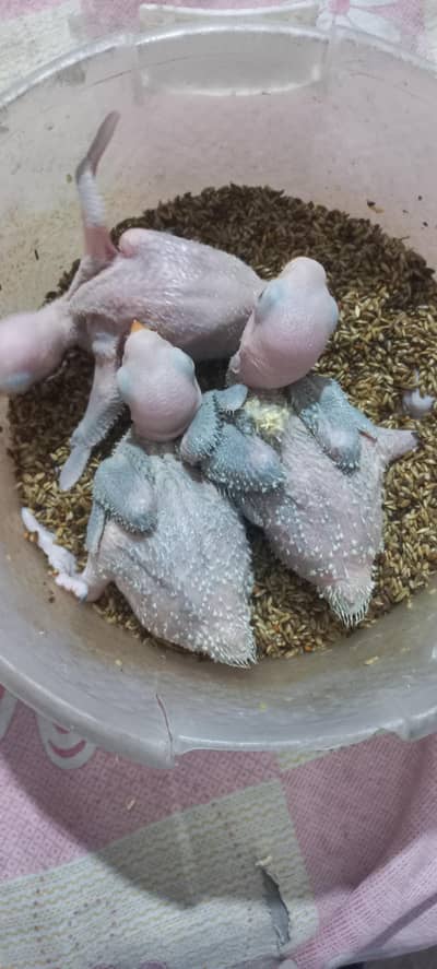 Green Alexandrine Raw