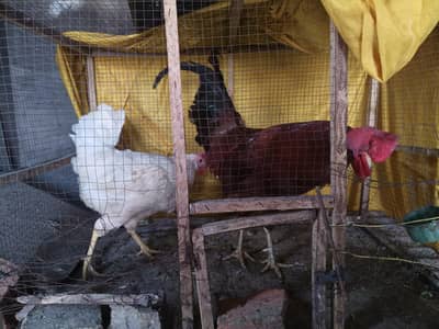 1 murga 4 murgiyan Hain murgiyan Andy deti Hain