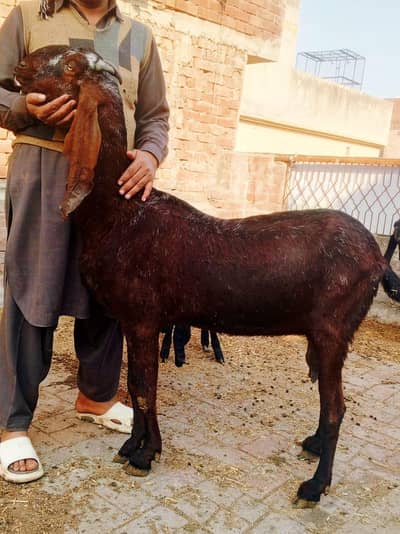 Naghri cross baki 03227575224