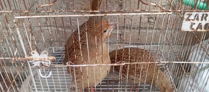 Teetar for sale 3 female and one male