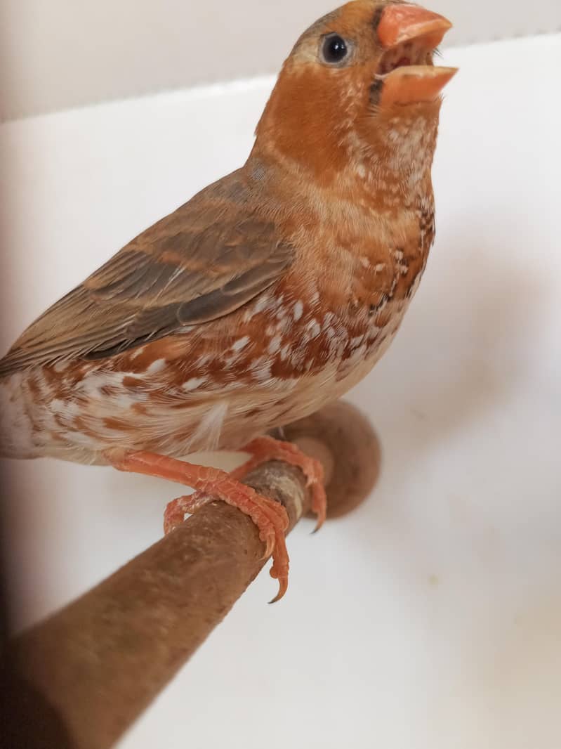 Mutation finches - Finches - 1111638006