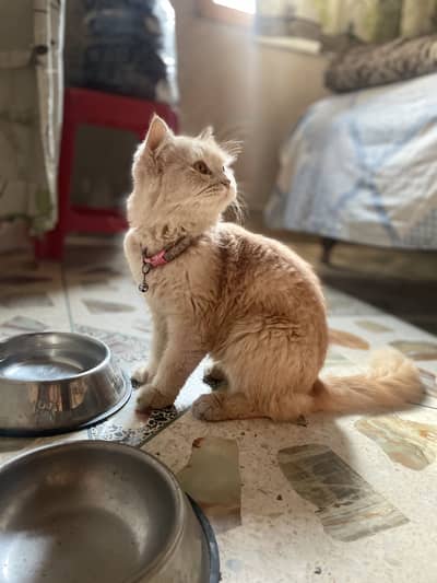 Cute persian cat for sale
