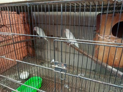 Albino black eye and red eye setup for sale