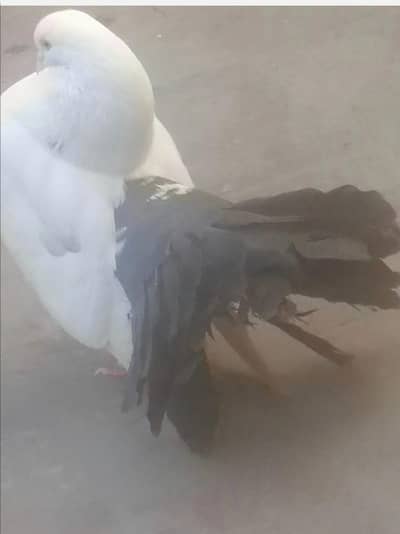 Black tail kabooter  breeder male 2300