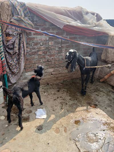 Goat with female baby