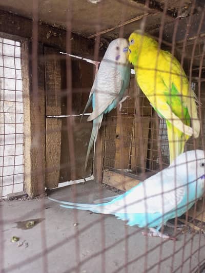 spangle breeder males 800 per piece