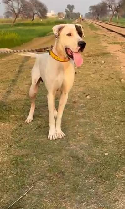Bully kutta young male dog for urgent sale