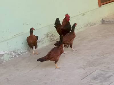 Murga & Aseel Murgiyan for Sale