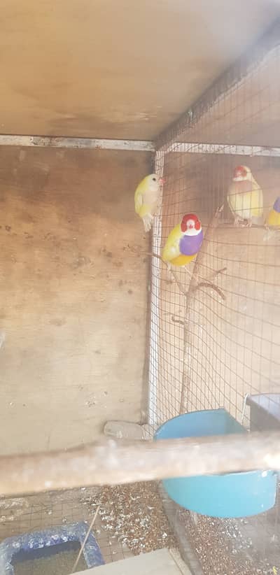 Finches:Gouldian finch:goldean finch :golden finch :breader pair