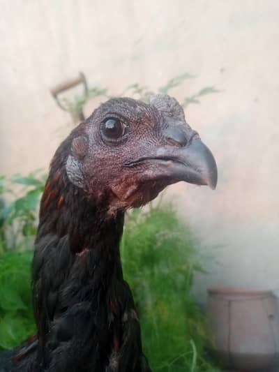 Thai dragon black skin 03224964486