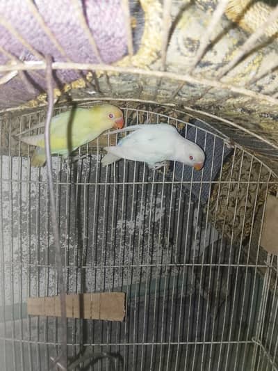 albino Red eye into creamno