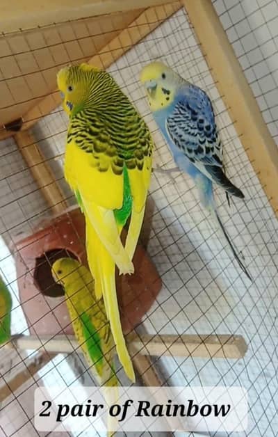 Budgies parrot
