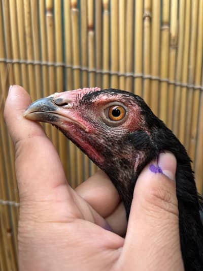 Aseel female for sale