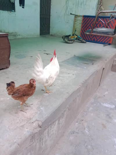 3 MALE FOR SALE GHAR KAY PALAY HUE