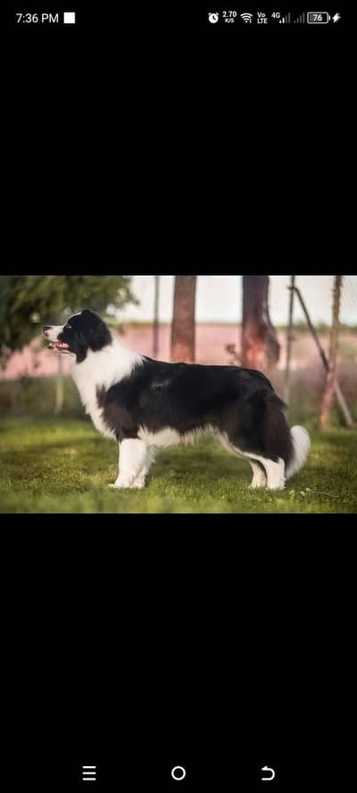 border collie males for sale