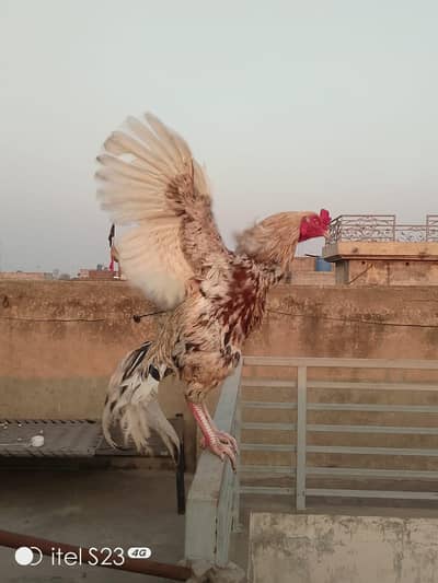 High Quality Topla Shajra Aseel Hen