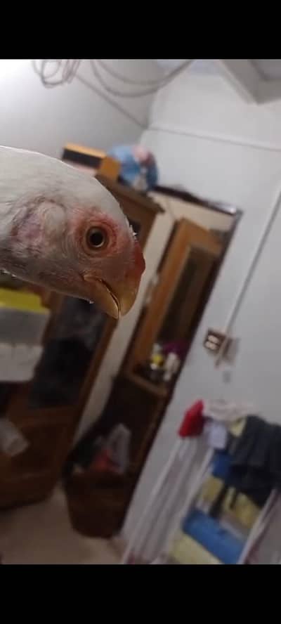 king size o shamo n parrot beak chick