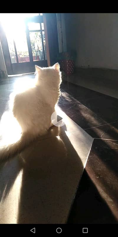 Pure Persian kitten with double coating