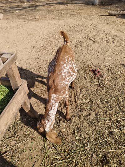 Healthy 4 month pregnant Beetal goat for sale