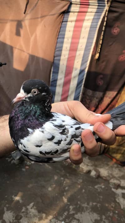 Teddy rampuri pair for sale