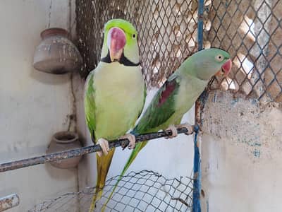 kasmiri parrot pair for sale urgent sale