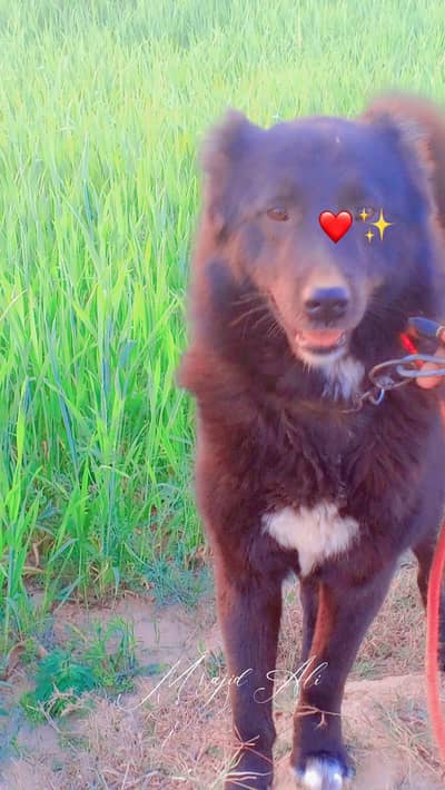 afgani pagyare mix nasal