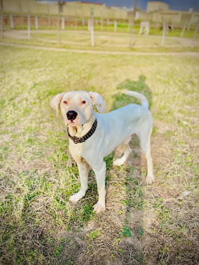 Bully Dog | Gultair Dog | Security dog | Puppy | For sale