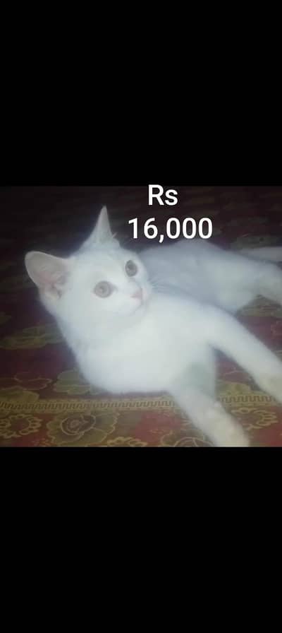 cat and rabbits for sale