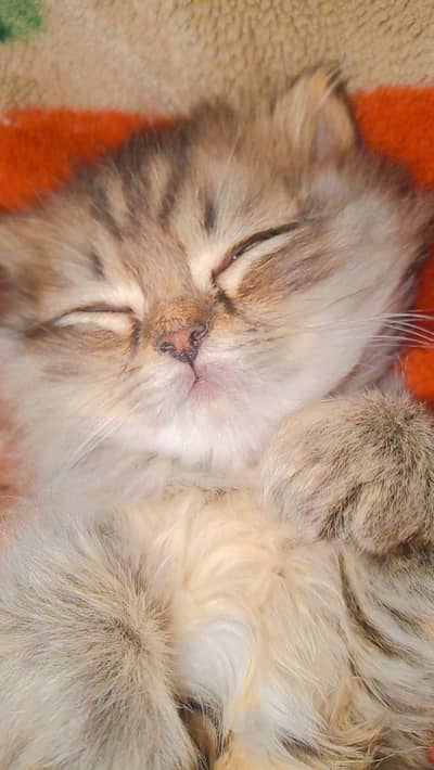 Healthy & Playful Kitten Available