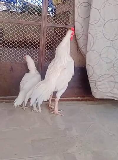 Heera/Hera/Hira Aseel breeder male
