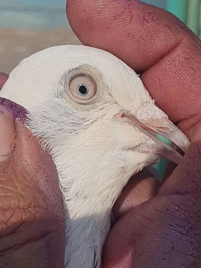 White Eahshi Breeder Male & Indian Surkhu Female