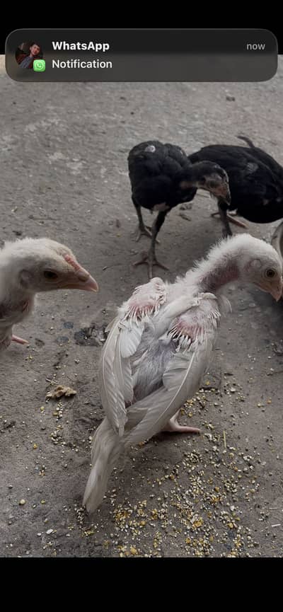 Aseel heera chicks