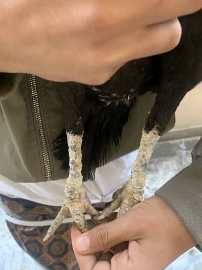 Assel murga and aseel murgi for sale