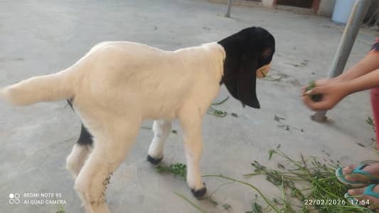 pair of goat kids for sale