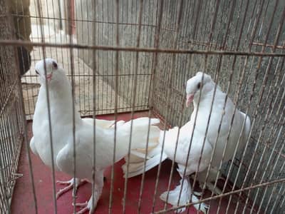 fantail pigeon|laka pair for sale|white laka looking for a new place