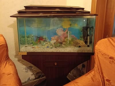 Fish Aquarium
