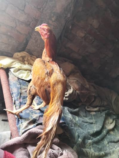 mare pas AK murga aor ah lahrty ha is liye sale karna