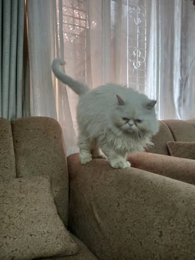 Munchkin cat Available for Sale Vacation Done
