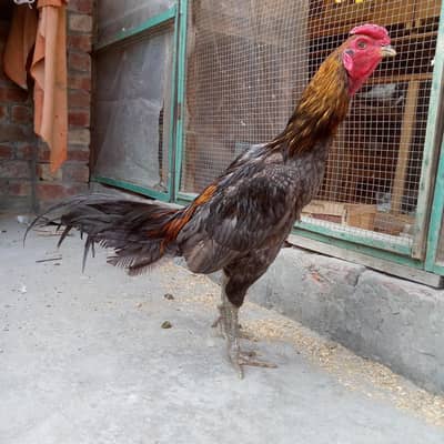 Thai aseel/shamo aseel/burmi aseel. . . read full add