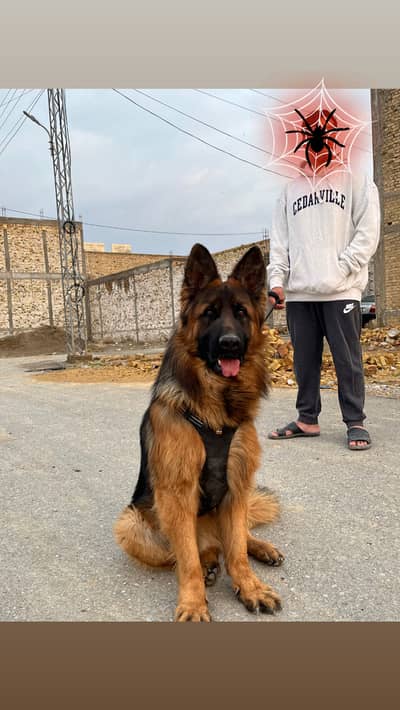 German shepherd pure long coat