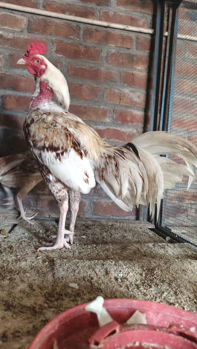 aseel murgha breeder