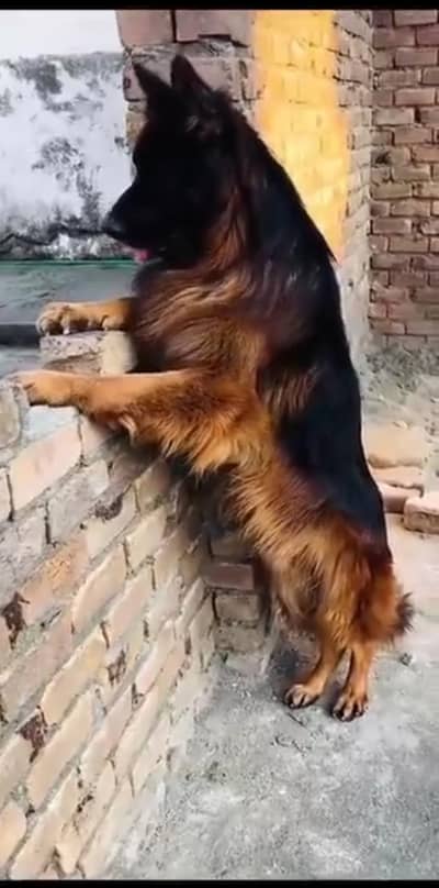 HEERA is name full black mask with ped