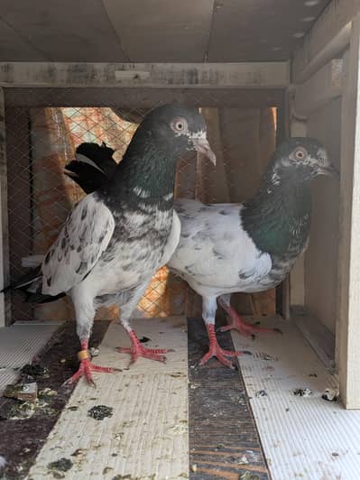 teddy and cheena pair