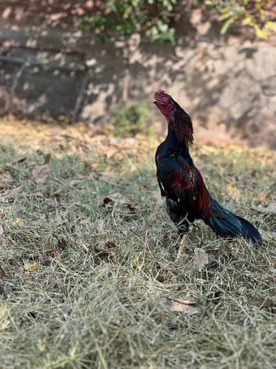 Aseel cheena patha. . salata patha. . . lakha patha and heere bangum madi