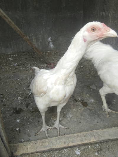 aseel Heera jora ha gar k  ha