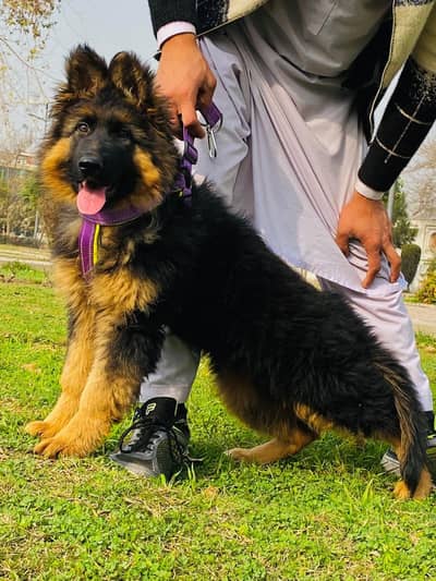 German shepherd dogs/ puppies long coat 03073909212to WhatsApp