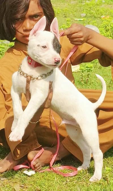 Guwahati gultair mail 45 days for sale