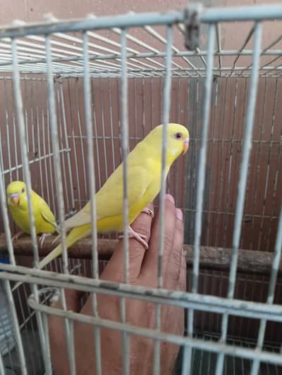 Lutino Red eyes Bonded pair available with cage